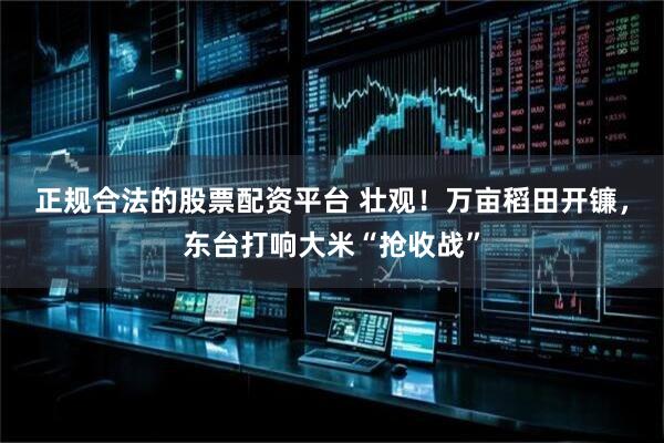 正规合法的股票配资平台 壮观！万亩稻田开镰，东台打响大米“抢收战”